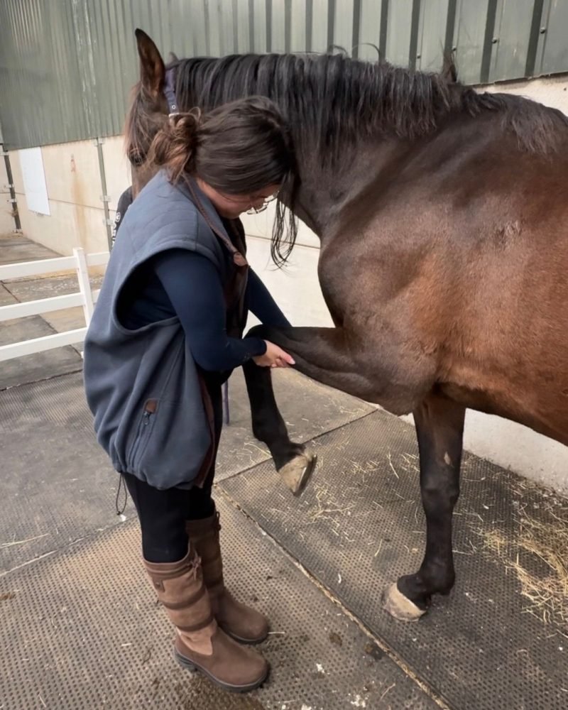 Beth stretching a bay horse's foreleg