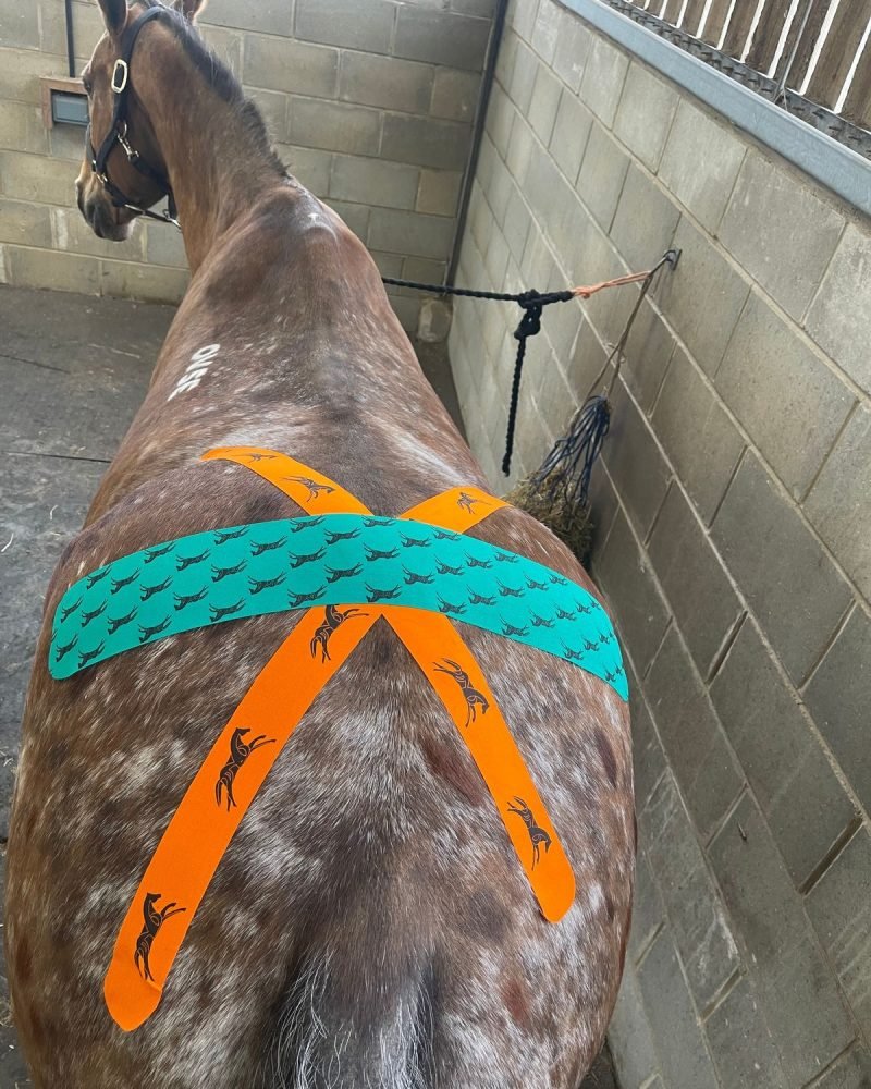 Kinesiology tape in a cross pattern over an appaloosa's hindquarters