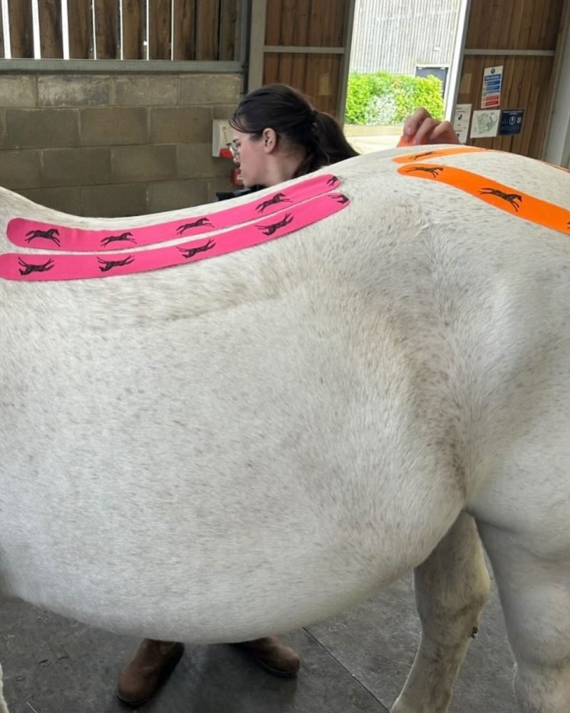 Beth applying pink kinesiology tape along a grey horse's back